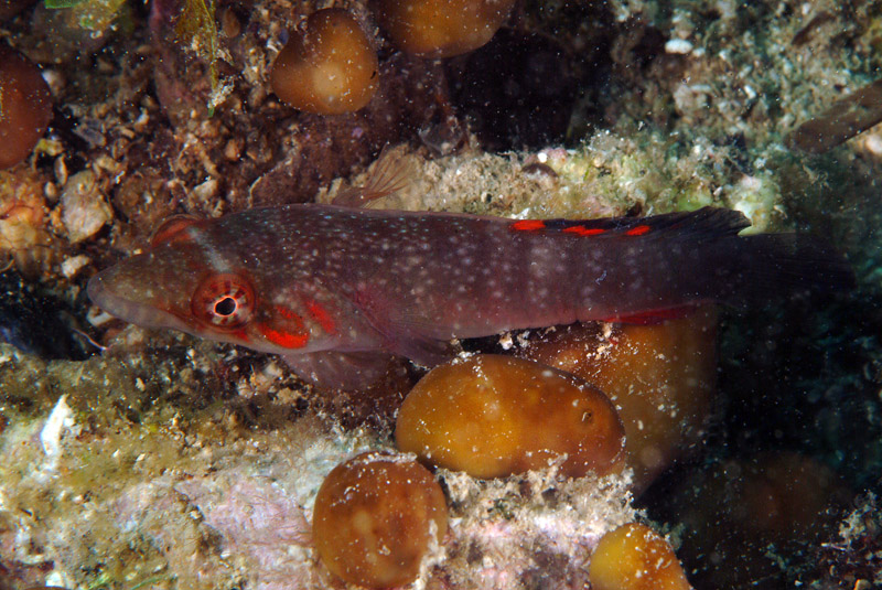 Particolare livrea di Lepadogaster candolii